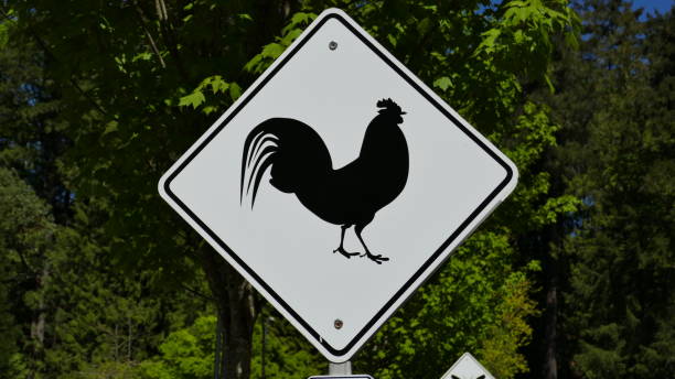 Rooster Road Sign