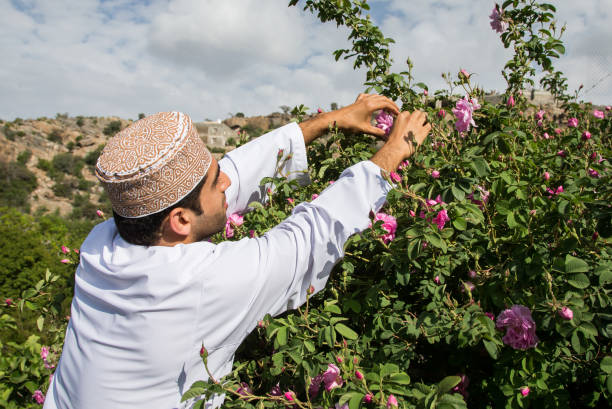 omani man collecting rose petals - harbor imagens e fotografias de stock