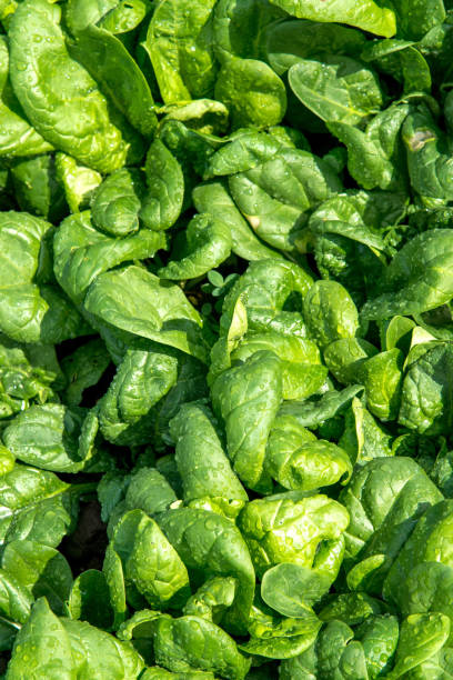 istock Fresh spinach in an early spring garden 683891234