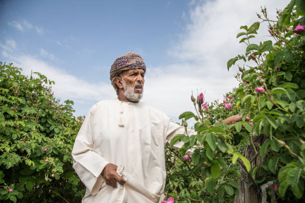 old omani man collecting rose petals - harbor imagens e fotografias de stock