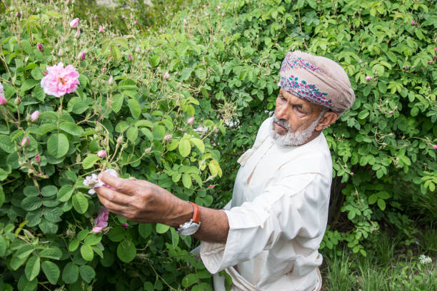 old omani man collecting rose petals - harbor imagens e fotografias de stock
