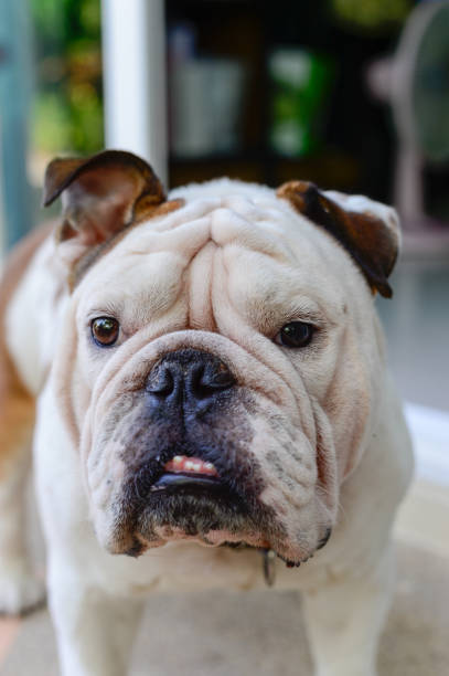 istock english bulldog stand, smile and looking 683891314