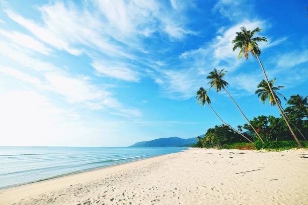 istock Sea and coconut palm 683891836