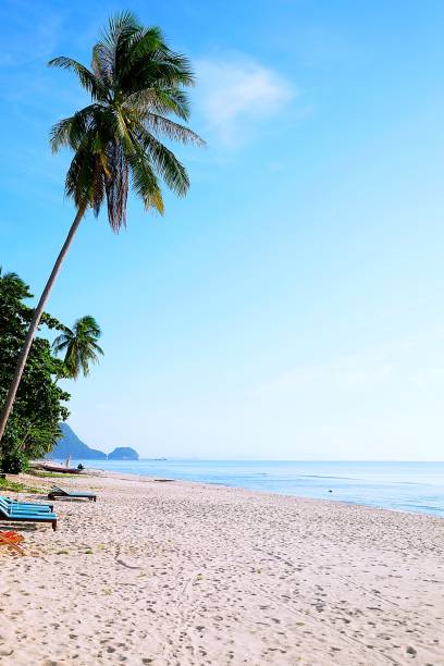 istock Sea and coconut palm 683891852