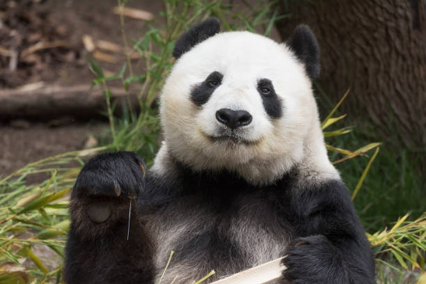 giant panda bear - stuffed animal imagens e fotografias de stock