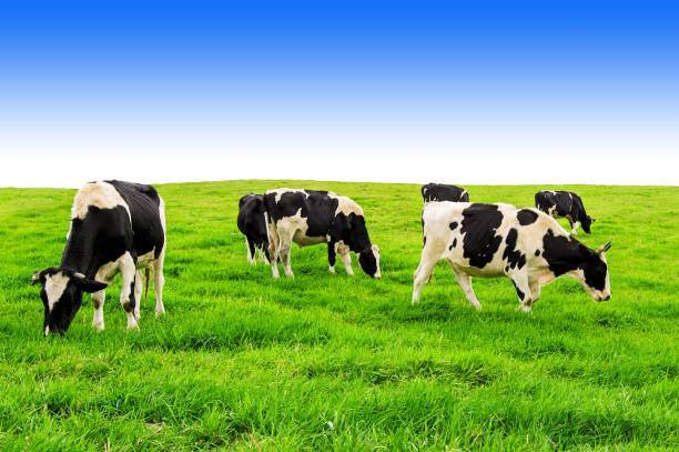 istock Cows on a green field and blue sky. 683892096