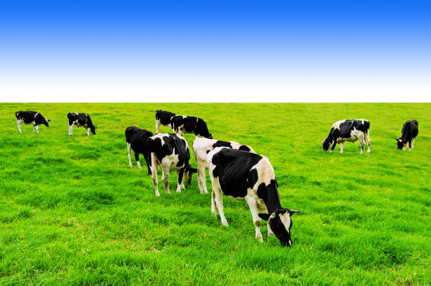 istock Cows on a green field and blue sky. 683892102