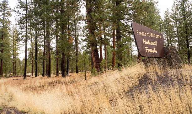 A horizontal composition of a national forest sign in the west