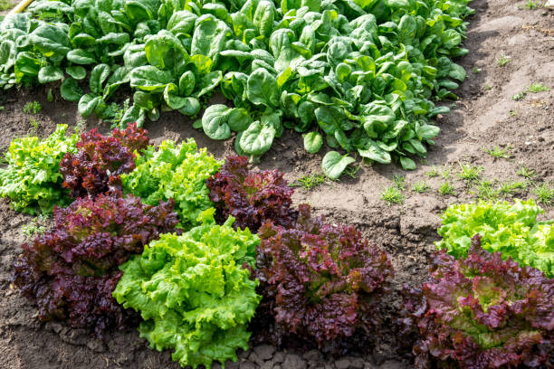 istock Fresh Lollo Rosso Lettuce In The Garden 683895266