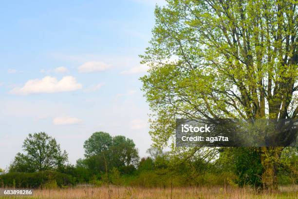 Spring Oak Branch Spring Oak Tree Stock Photo - Download Image Now - Agricultural Field ...