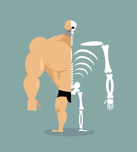 Vector illustration of human structure. Skeleton men. construction of athlete. Bones and skull. Athlete internal organs. Human bone system. Anatomy bodybuilder.