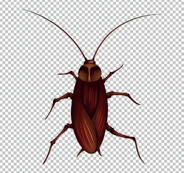 Vector illustration of Brown cockroach on transparent background