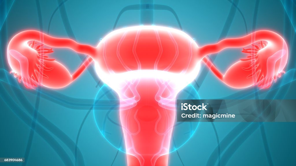 Female Reproductive System with nervous system and urinary bladder 3D Illustration of Female Reproductive System with nervous system and urinary bladder Uterus stock illustration