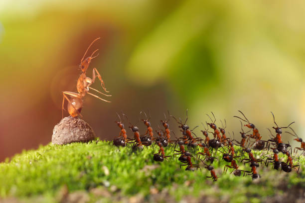 istock Many insects ants rally in the woods. 683904978
