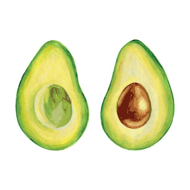 illustrazioni stock, clip art, cartoni animati e icone di tendenza di avocado, metà dell'illustrazione di acquerello di frutta di avocado isolata su sfondo bianco, cibo tropicale esotico vettoriale disegnato a mano, ingrediente fresco biologico per il mercato verde salute, menu del ristorante, cosmetico - avocado cross section vegetable seed