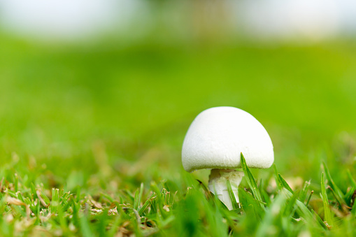 close up white mushroom with green grass