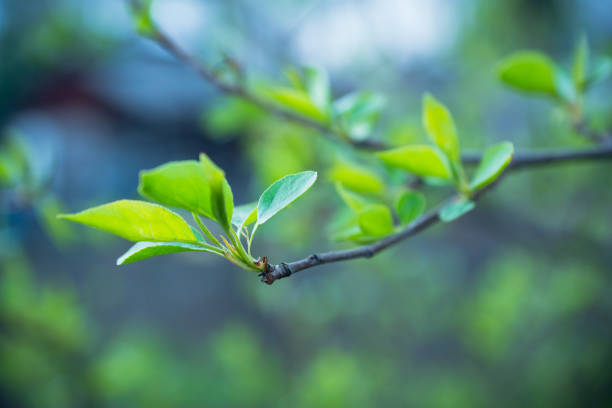 istock Branches with new leaves in the garden 683911406