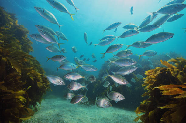 escola de trevally - pacific ocean - fotografias e filmes do acervo