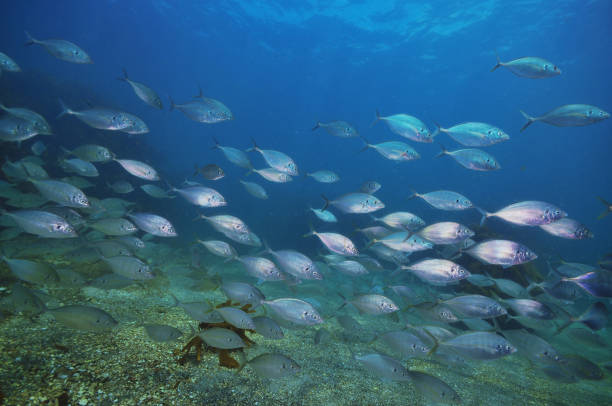 istock School of trevally 683914650
