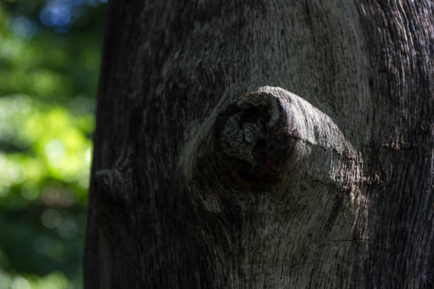 istock august summer morning forest details leafs plants 683914924