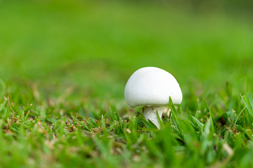 close up white mushroom with green grass