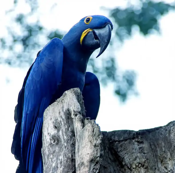 Photo of Spix's macaw parrot sitting on the tree. Tropical bird close up