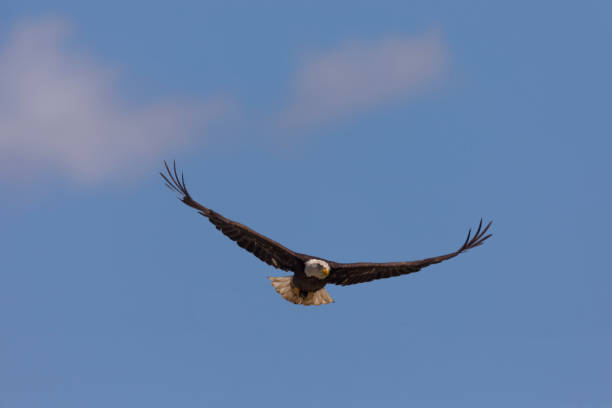 istock Bald eagle flying after catching a mouse, seen in the wild in  North California 683916304