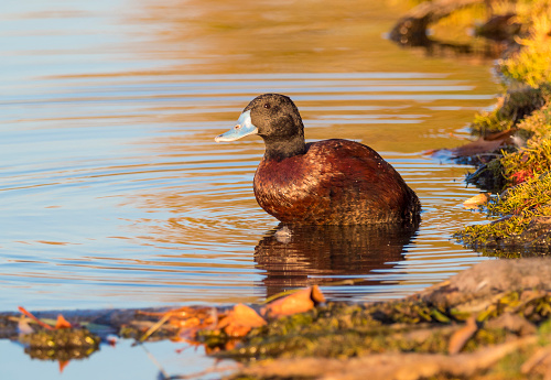 The blue-billed duck (Oxyura australis) is a small Australian stiff-tailed duck endemic to Australia's temperate regions, inhabiting natural and artificial inland wetlands.