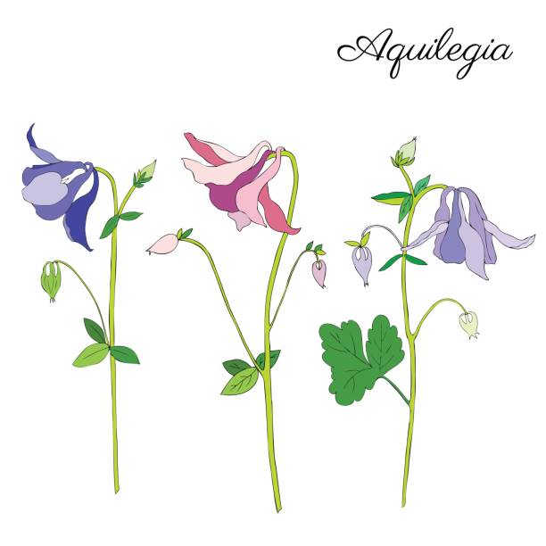 illustrazioni stock, clip art, cartoni animati e icone di tendenza di aquilegia fiore disegnato a mano illustrazione botanica vettoriale, schizzo a inchiostro doodle isolato su bianco, stile contorno, line art per motivo di design, biglietto d'auguri, invito di nozze, cosmetico - tempio di saturno