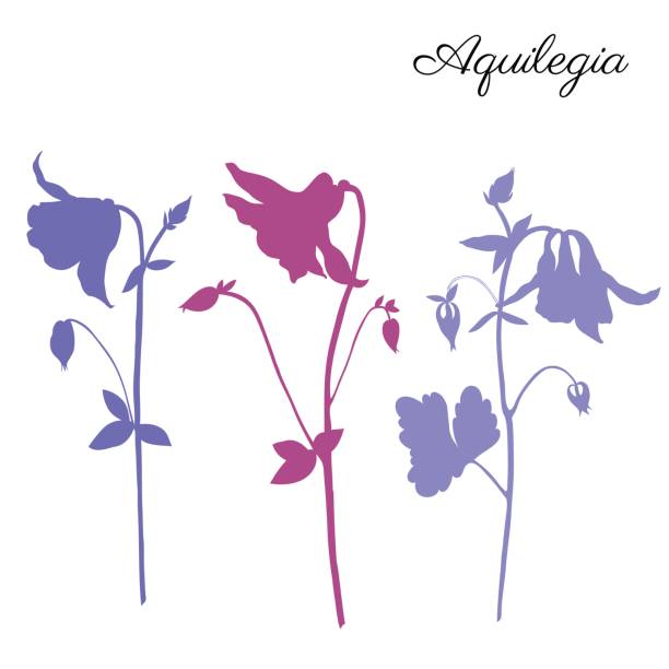 Aquilegia flower hand drawn vector botanical illustration, doodle illustration isolated on white background, decorative silhouette for design pattern, greeting card, wedding invite, cosmetic template Aquilegia flower hand drawn vector botanical illustration, doodle illustration isolated on white background, decorative silhouette for design pattern, greeting card, wedding invite, cosmetics template columbine stock illustrations