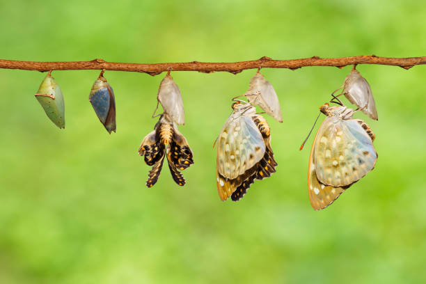 istock The Common Archduke buttterfly emerged from chrysalis 683918906