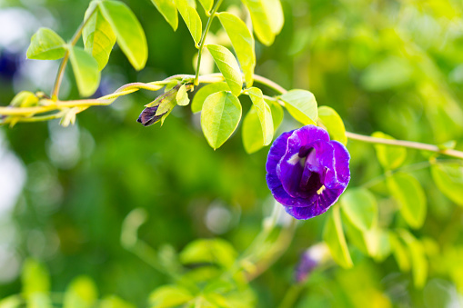 butterfly pea flower (pea flower) with selective focus