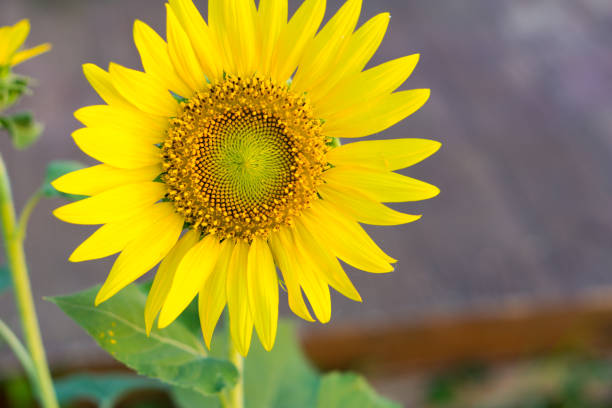 istock Close up of sunflowers. 683923116