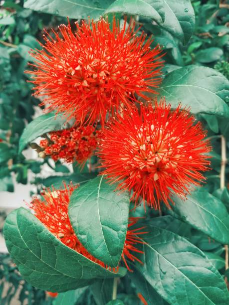 istock Red bush willow or Thai powderpuff flower 683923516
