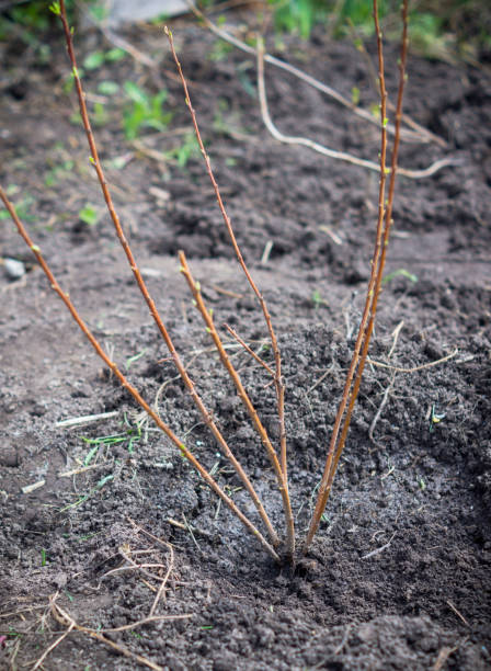istock Young plum tree just planted in the garden 683926526