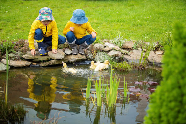 schöne kinder, spielen mit kleine entenküken im regen, im sommer - duckling spring small offspring stock-fotos und bilder