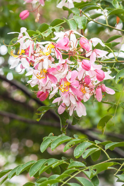 istock Caesalpiniaceae / beautiful crimson and pink flower bunches 683930802