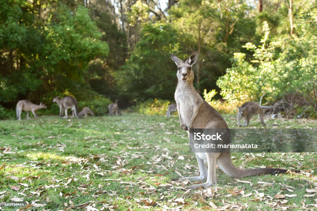 Wild kangaroos Cute Stock Photo