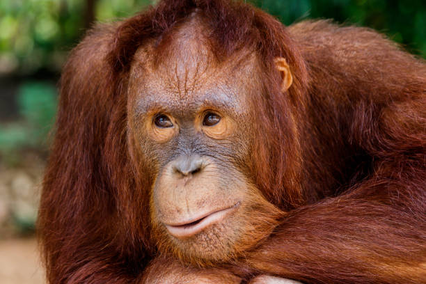 istock portrait of the orangutan 683936922