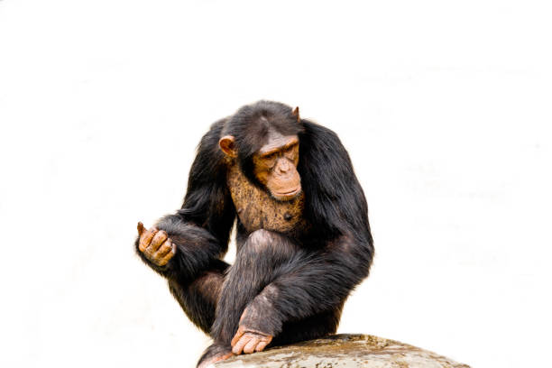 istock The portrait of black chimpanzee isolate on white background. 683936956