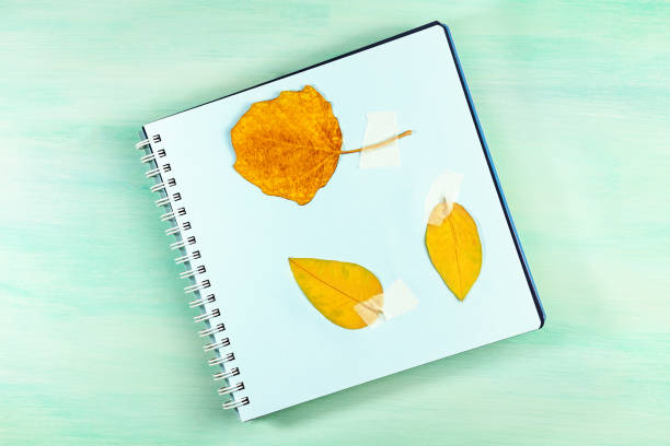 istock Photo of herbarium on teal background with copyspace 683937410