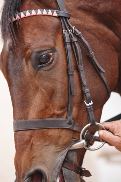 istock Race horse head ready to run. Paddock area. 683940824