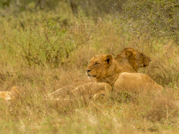 istock Lion lazing around in the afternoon 683943248
