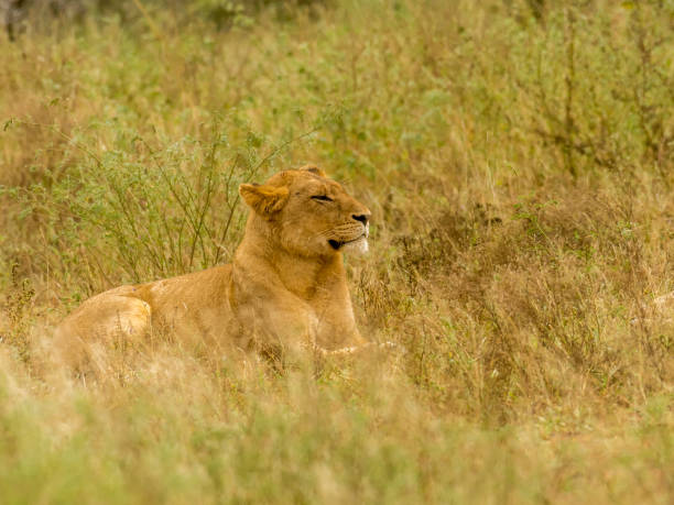 istock Lion lazing around in the afternoon 683943426