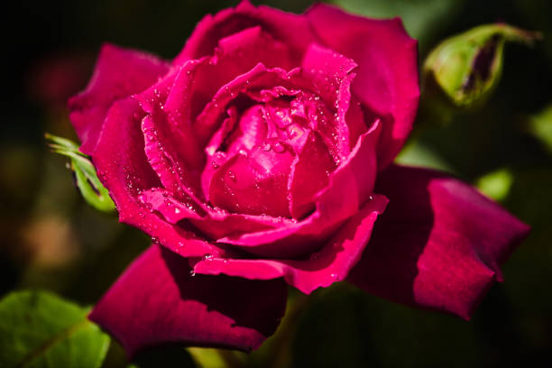 istock Colorful rose with juicy raindrops on it 683943760