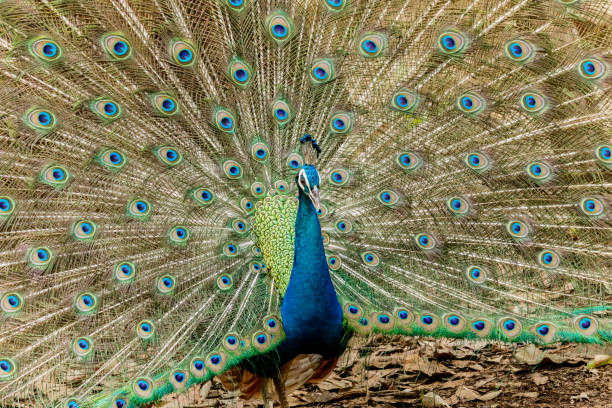 istock Peacock. Portrait of male peacock displaying his tail feathers. 683944910