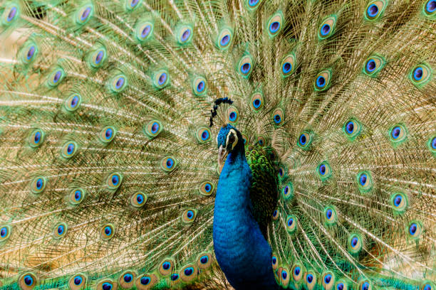 istock Peacock. Portrait of male peacock displaying his tail feathers. 683945228