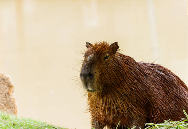 istock ig Capybara (hydrochoerus hydrochaeris) in the zoo 683948446