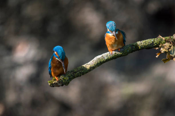 istock Two kingfisher birds perched on branch looking down into water for fish. 683954890