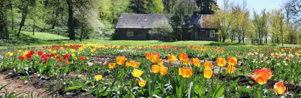 Forest glade with the spring blossoming fine tulips near the abandoned destroyed village. Panoramic May sunny day landscape.